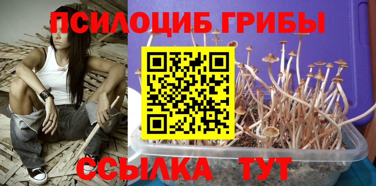 купить закладку  Псилоцибиновые грибы Magic Shrooms  Вход с VPN  Краснознаменск 